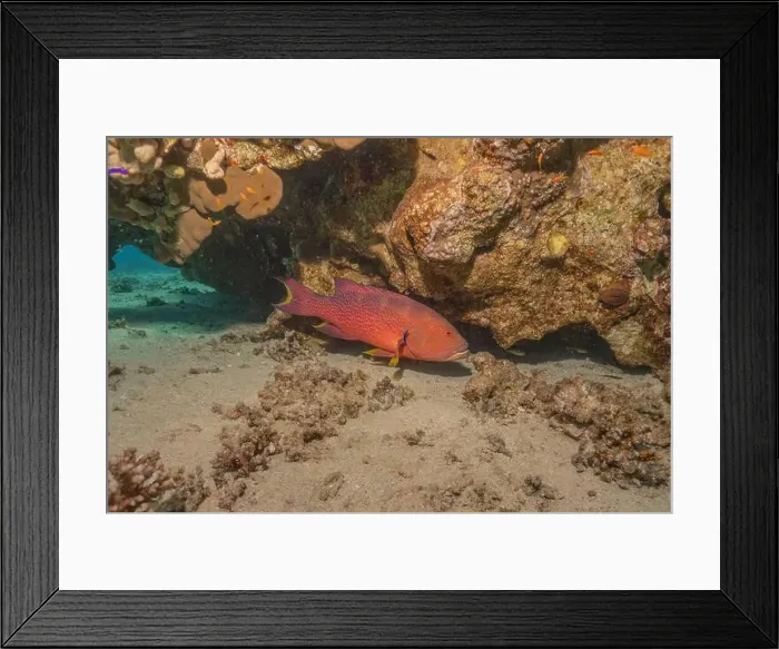 Framed Print : Fish swimming in the Red Sea, colorful fish, Eilat Israel Framed Print : Fish swimming in the Red Sea, colorful fish, Eilat Israel