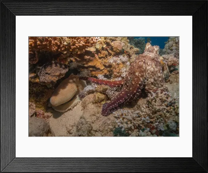 Framed Print : Octopus king of camouflage in the Red Sea, Eilat Israel Framed Print : Octopus king of camouflage in the Red Sea, Eilat Israel