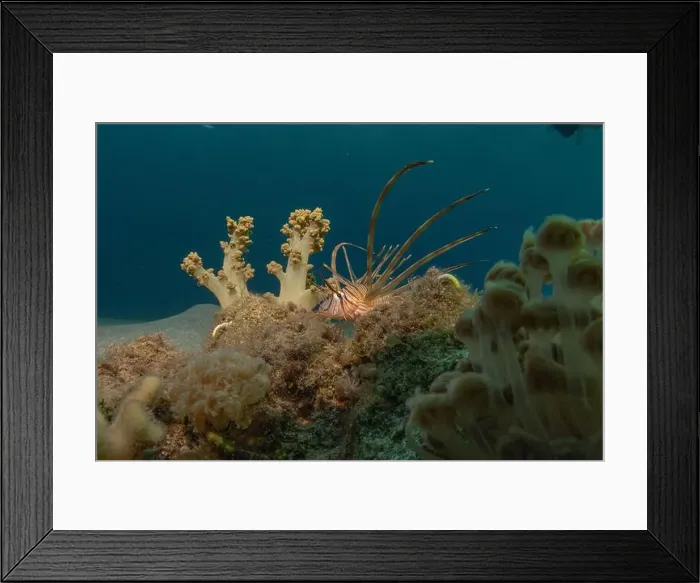 Framed Print : Lionfish in the Red Sea colorful fish, Eilat Israel Framed Print : Lionfish in the Red Sea colorful fish, Eilat Israel