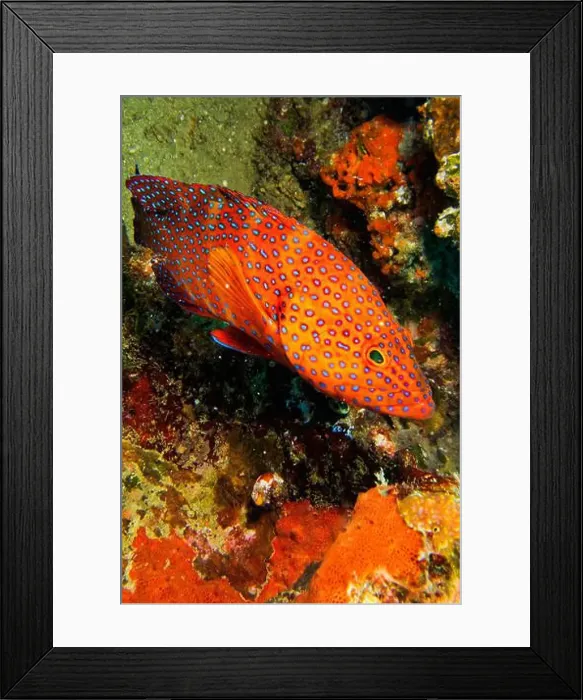 Framed Print : Coral Grouper, Coral Rock Cod, Cephalopholis miniata, Coral Reef, South Ari Atoll, Maldives, Indian Ocean, Asia Framed Print : Coral Grouper, Coral Rock Cod, Cephalopholis miniata, Coral Reef, South Ari Atoll, Maldives, Indian Ocean, Asia