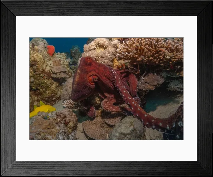 Framed Print : Octopus king of camouflage in the Red Sea, Eilat Israel Framed Print : Octopus king of camouflage in the Red Sea, Eilat Israel