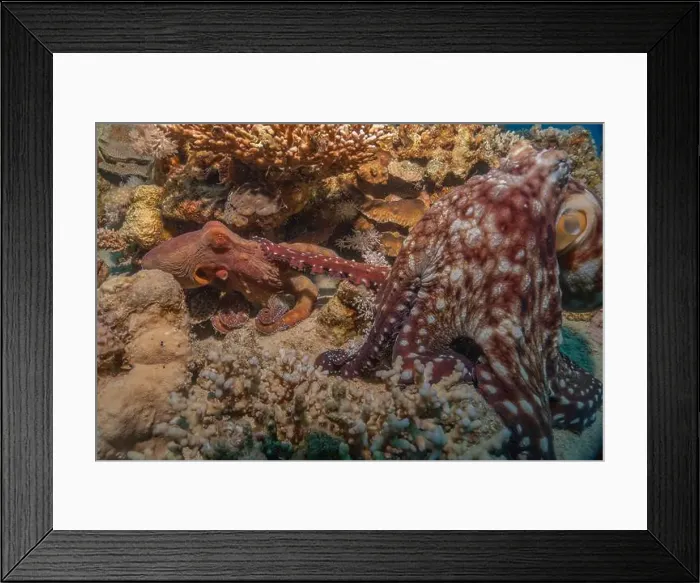 Framed Print : Octopus king of camouflage in the Red Sea, Eilat Israel Framed Print : Octopus king of camouflage in the Red Sea, Eilat Israel
