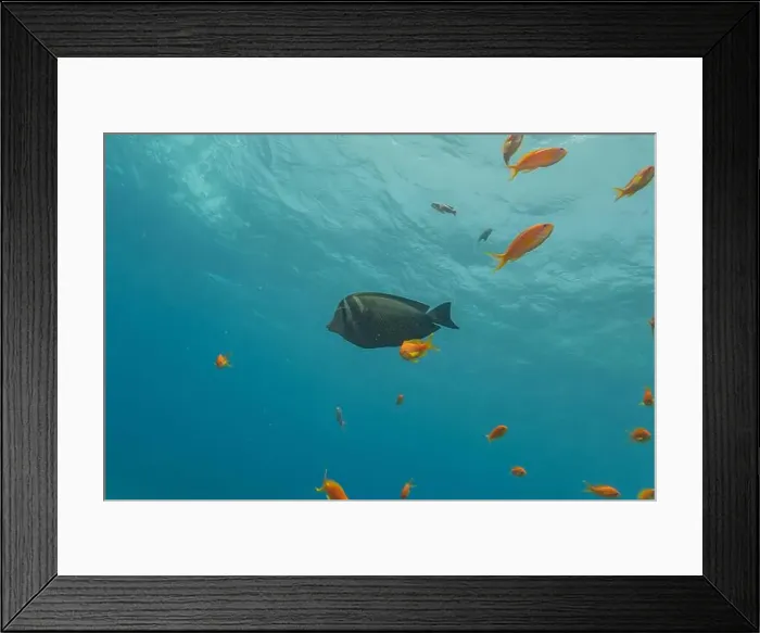 Framed Print : Fish swimming in the Red Sea, colorful fish, Eilat Israel Framed Print : Fish swimming in the Red Sea, colorful fish, Eilat Israel