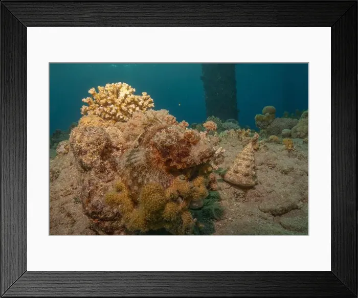 Framed Print : Coral reef and water plants in the Red Sea, Eilat Israel Framed Print : Coral reef and water plants in the Red Sea, Eilat Israel