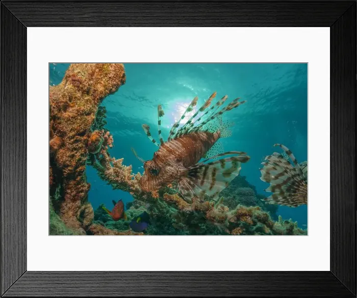 Framed Print : Lionfish in the Red Sea colorful fish, Eilat Israel Framed Print : Lionfish in the Red Sea colorful fish, Eilat Israel