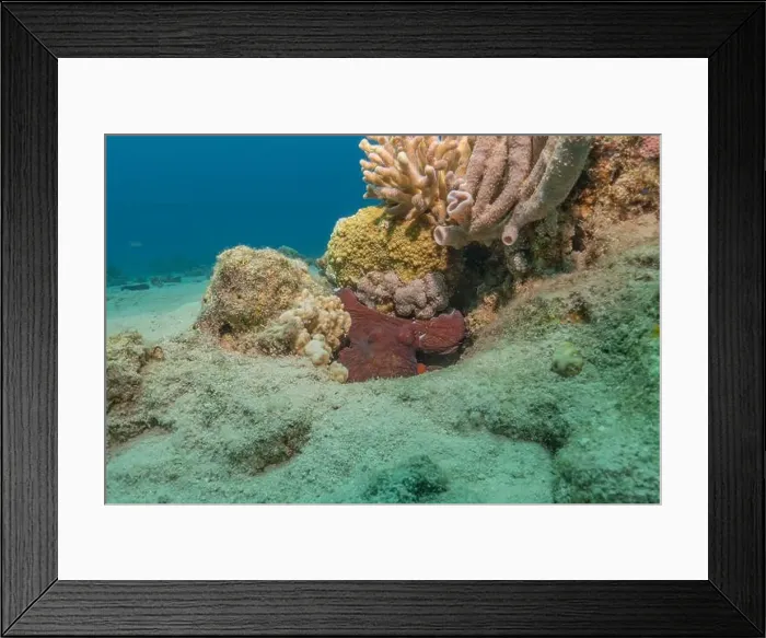 Framed Print : Octopus king of camouflage in the Red Sea, Eilat Israel Framed Print : Octopus king of camouflage in the Red Sea, Eilat Israel