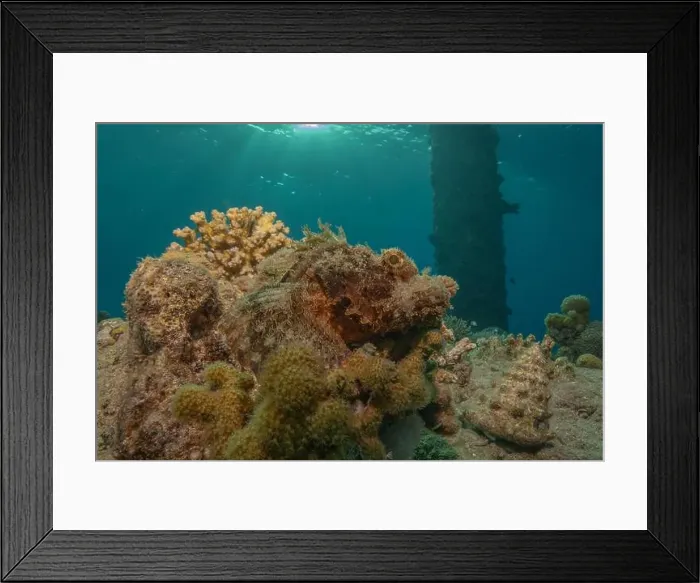 Framed Print : Coral reef and water plants in the Red Sea, Eilat Israel