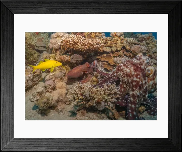 Framed Print : Octopus king of camouflage in the Red Sea, Eilat Israel Framed Print : Octopus king of camouflage in the Red Sea, Eilat Israel