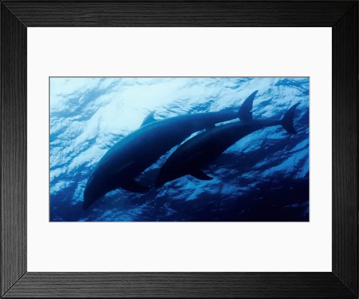 Framed Print : Common Dolphin, Delphinus delphis Framed Print : Common Dolphin, Delphinus delphis