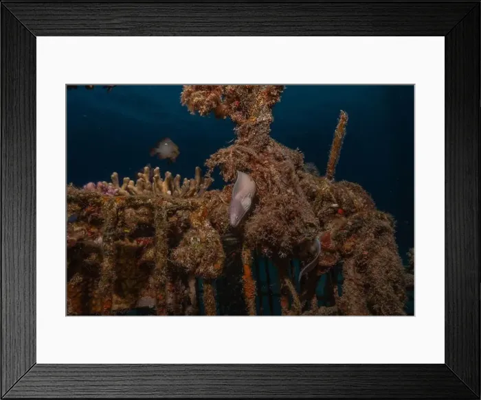 Framed Print : Moray eel Mooray lycodontis undulatus in the Red Sea, Eilat Israel Framed Print : Moray eel Mooray lycodontis undulatus in the Red Sea, Eilat Israel