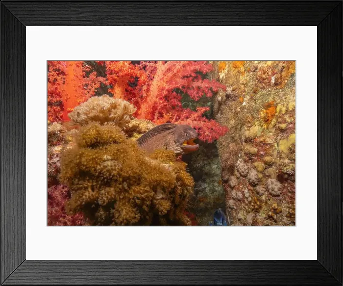 Framed Print : Moray eel Mooray lycodontis undulatus in the Red Sea, Eilat Israel Framed Print : Moray eel Mooray lycodontis undulatus in the Red Sea, Eilat Israel