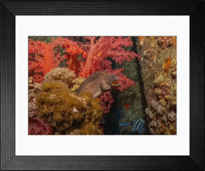 Framed Print : Moray eel Mooray lycodontis undulatus in the Red Sea, Eilat Israel Framed Print : Moray eel Mooray lycodontis undulatus in the Red Sea, Eilat Israel