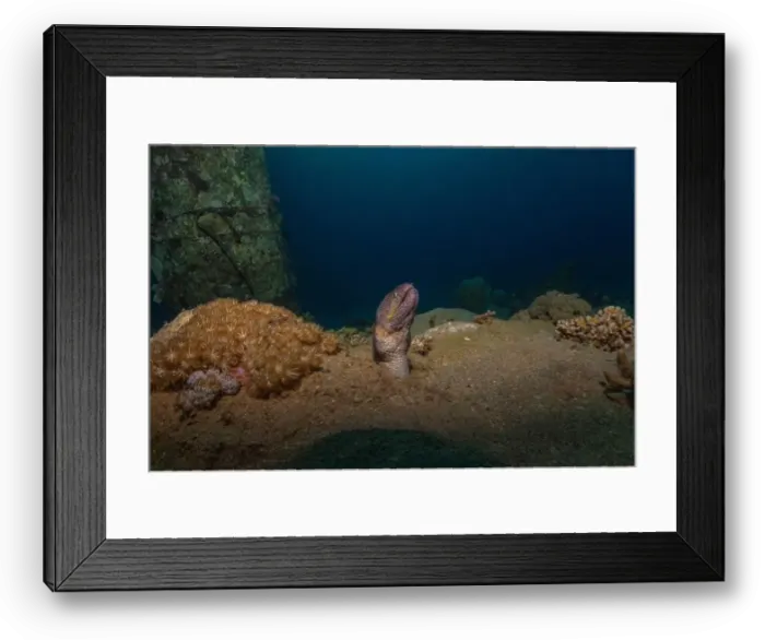 Framed Print : Moray eel Mooray lycodontis undulatus in the Red Sea, Eilat Israel Framed Print : Moray eel Mooray lycodontis undulatus in the Red Sea, Eilat Israel