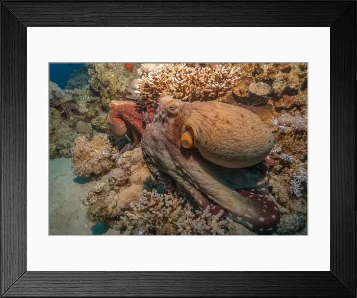 Framed Print : Octopus king of camouflage in the Red Sea, Eilat Israel