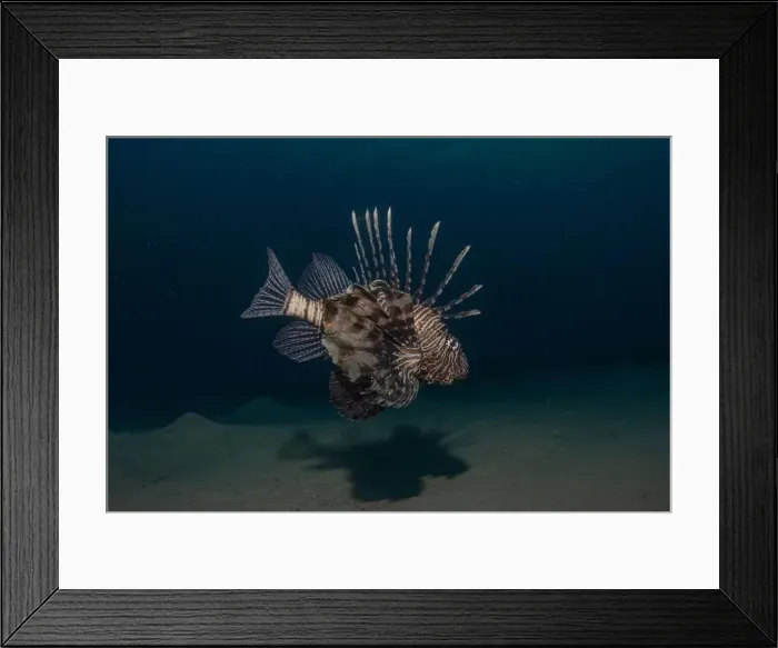 Framed Print : Lionfish in the Red Sea colorful fish, Eilat Israel Framed Print : Lionfish in the Red Sea colorful fish, Eilat Israel