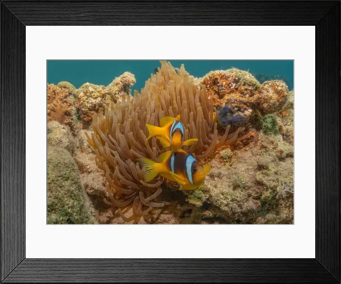 Framed Print : Coral reef and water plants in the Red Sea, Eilat Israel Framed Print : Coral reef and water plants in the Red Sea, Eilat Israel