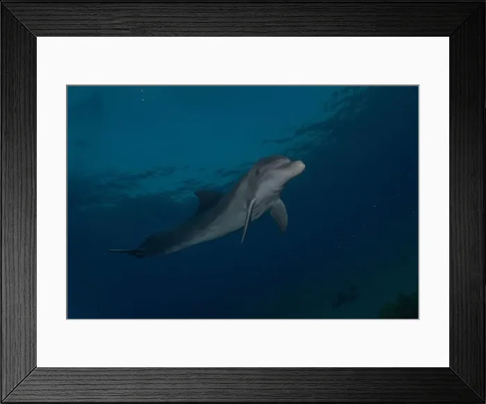 Framed Print : Dolphin swimming in the Red Sea, Eilat Israel Framed Print : Dolphin swimming in the Red Sea, Eilat Israel