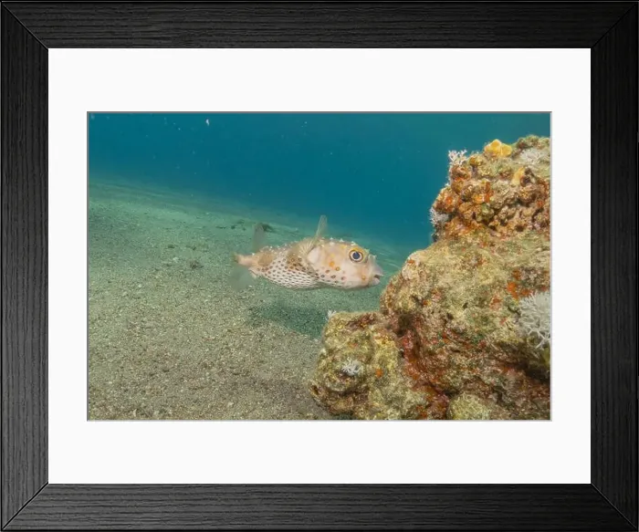 Framed Print : Fish swimming in the Red Sea, colorful fish, Eilat Israel Framed Print : Fish swimming in the Red Sea, colorful fish, Eilat Israel