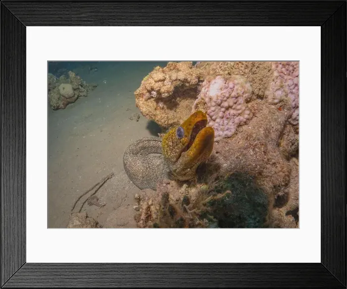 Framed Print : Moray eel Mooray lycodontis undulatus in the Red Sea, Eilat Israel Framed Print : Moray eel Mooray lycodontis undulatus in the Red Sea, Eilat Israel