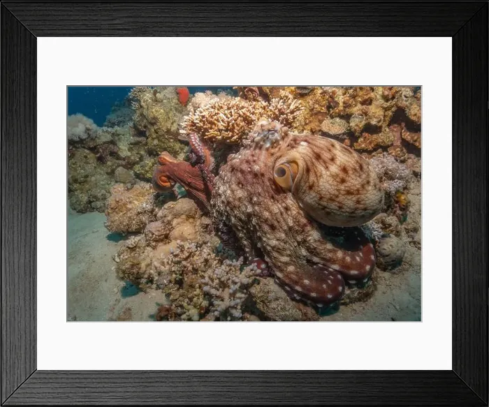 Framed Print : Octopus king of camouflage in the Red Sea, Eilat Israel Framed Print : Octopus king of camouflage in the Red Sea, Eilat Israel