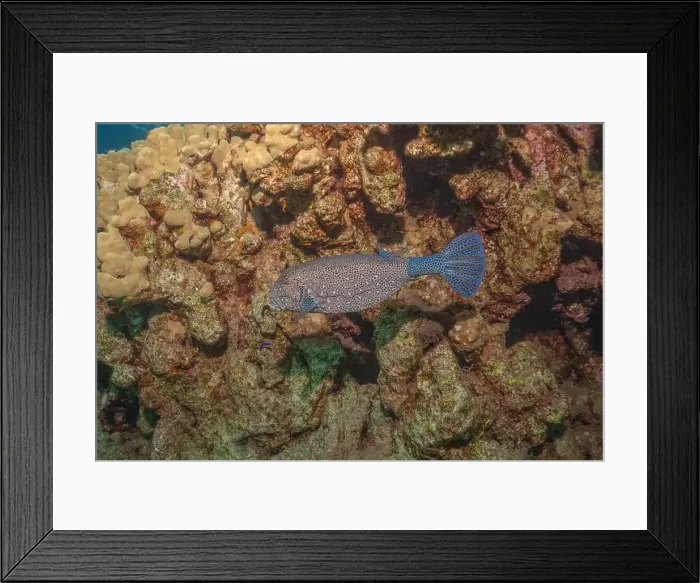 Framed Print : Fish swimming in the Red Sea, colorful fish, Eilat Israel Framed Print : Fish swimming in the Red Sea, colorful fish, Eilat Israel