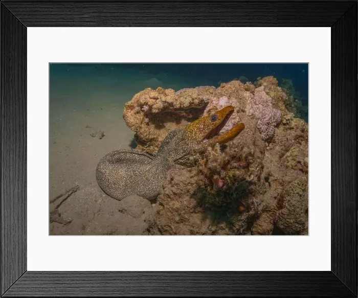 Framed Print : Moray eel Mooray lycodontis undulatus in the Red Sea, Eilat Israel Framed Print : Moray eel Mooray lycodontis undulatus in the Red Sea, Eilat Israel