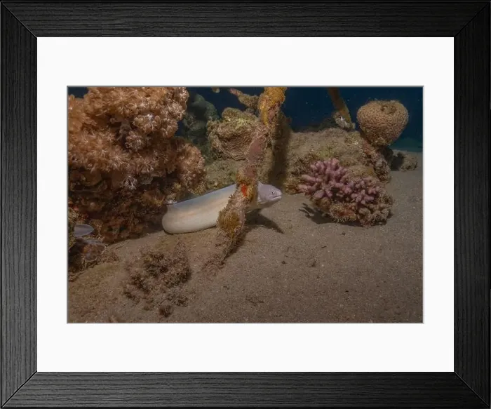 Framed Print : Moray eel Mooray lycodontis undulatus in the Red Sea, Eilat Israel Framed Print : Moray eel Mooray lycodontis undulatus in the Red Sea, Eilat Israel