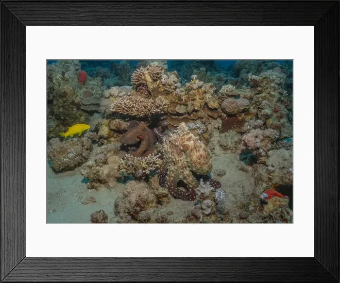 Framed Print : Octopus king of camouflage in the Red Sea, Eilat Israel Framed Print : Octopus king of camouflage in the Red Sea, Eilat Israel