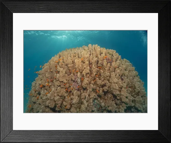 Framed Print : Coral reef and water plants in the Red Sea, Eilat Israel Framed Print : Coral reef and water plants in the Red Sea, Eilat Israel