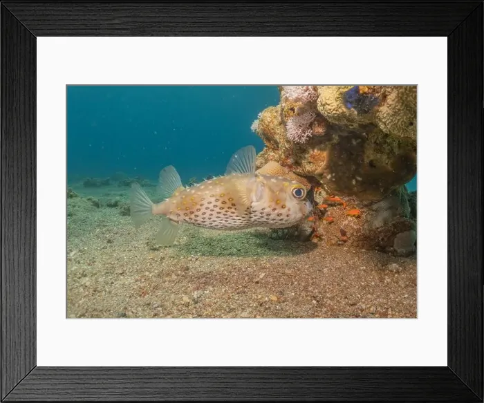 Framed Print : Fish swimming in the Red Sea, colorful fish, Eilat Israel Framed Print : Fish swimming in the Red Sea, colorful fish, Eilat Israel