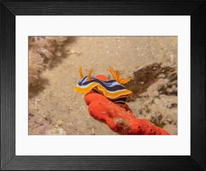 Framed Print : Sea Slug in the Red Sea Colorful and beautiful, Eilat Israel Framed Print : Sea Slug in the Red Sea Colorful and beautiful, Eilat Israel