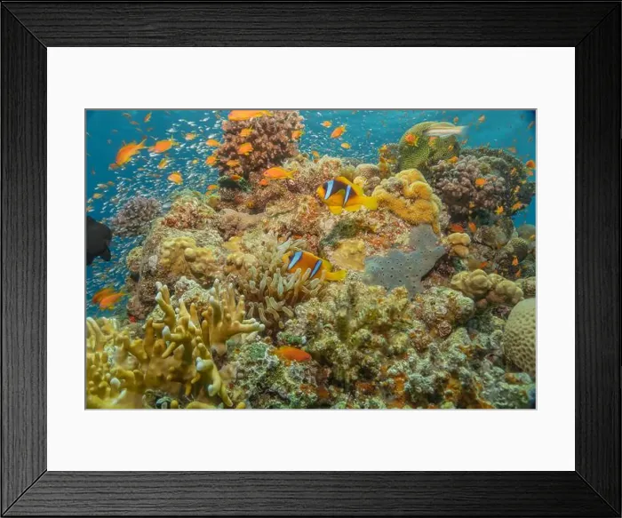 Framed Print : Coral reef and water plants in the Red Sea, Eilat Israel