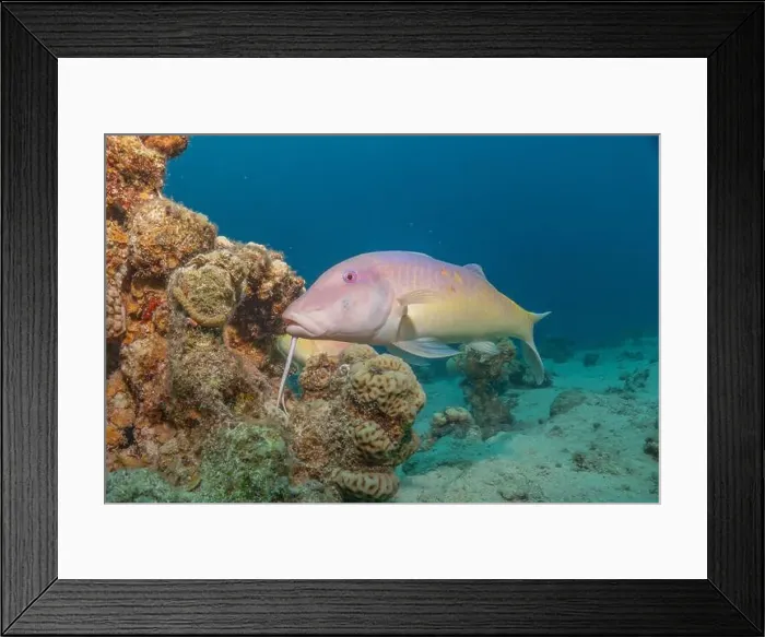 Framed Print : Fish swimming in the Red Sea, colorful fish, Eilat Israel