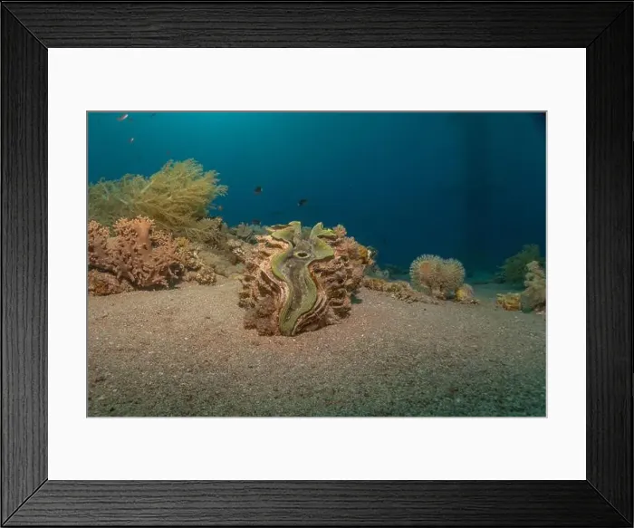 Framed Print : Giant Clam in the Red Sea Colorful and beautiful, Eilat Israel Framed Print : Giant Clam in the Red Sea Colorful and beautiful, Eilat Israel