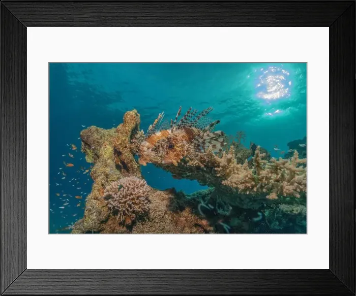 Framed Print : Lionfish in the Red Sea colorful fish, Eilat Israel Framed Print : Lionfish in the Red Sea colorful fish, Eilat Israel