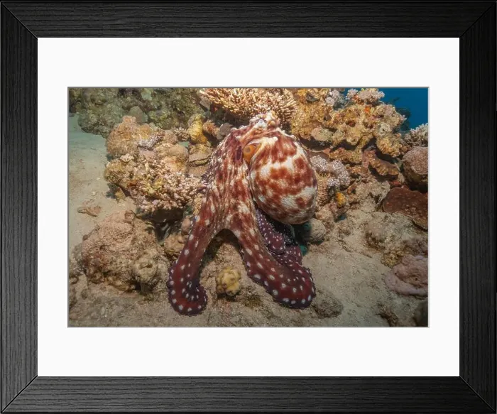 Framed Print : Octopus king of camouflage in the Red Sea, Eilat Israel Framed Print : Octopus king of camouflage in the Red Sea, Eilat Israel
