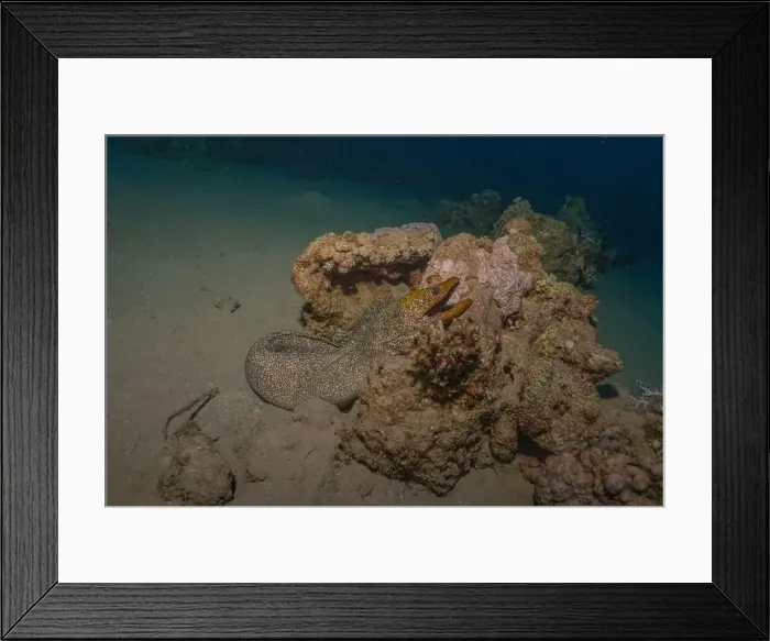 Framed Print : Moray eel Mooray lycodontis undulatus in the Red Sea, Eilat Israel Framed Print : Moray eel Mooray lycodontis undulatus in the Red Sea, Eilat Israel