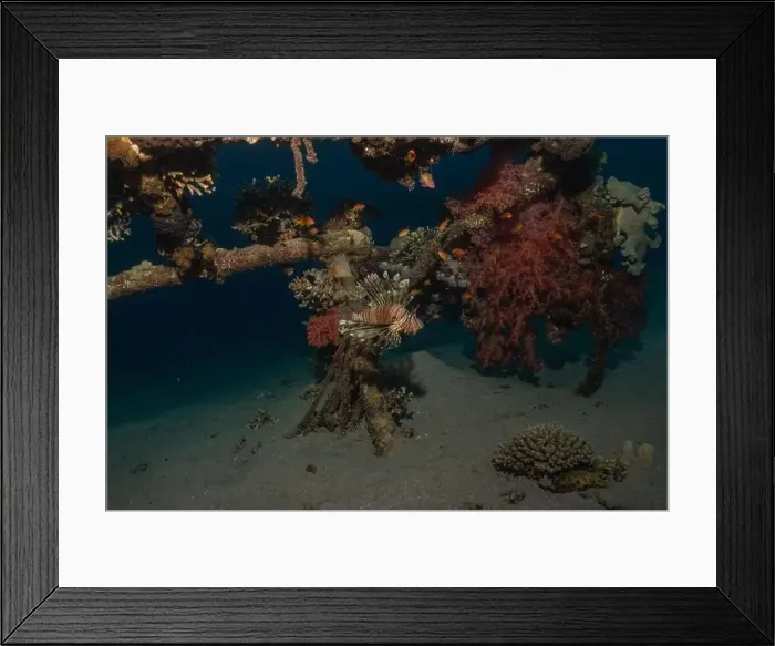 Framed Print : Lionfish in the Red Sea colorful fish, Eilat Israel Framed Print : Lionfish in the Red Sea colorful fish, Eilat Israel