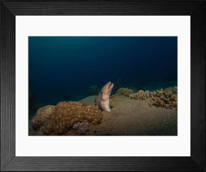 Framed Print : Moray eel Mooray lycodontis undulatus in the Red Sea, Eilat Israel Framed Print : Moray eel Mooray lycodontis undulatus in the Red Sea, Eilat Israel