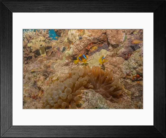 Framed Print : Coral reef and water plants in the Red Sea, Eilat Israel Framed Print : Coral reef and water plants in the Red Sea, Eilat Israel