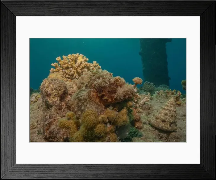Framed Print : Coral reef and water plants in the Red Sea, Eilat Israel Framed Print : Coral reef and water plants in the Red Sea, Eilat Israel