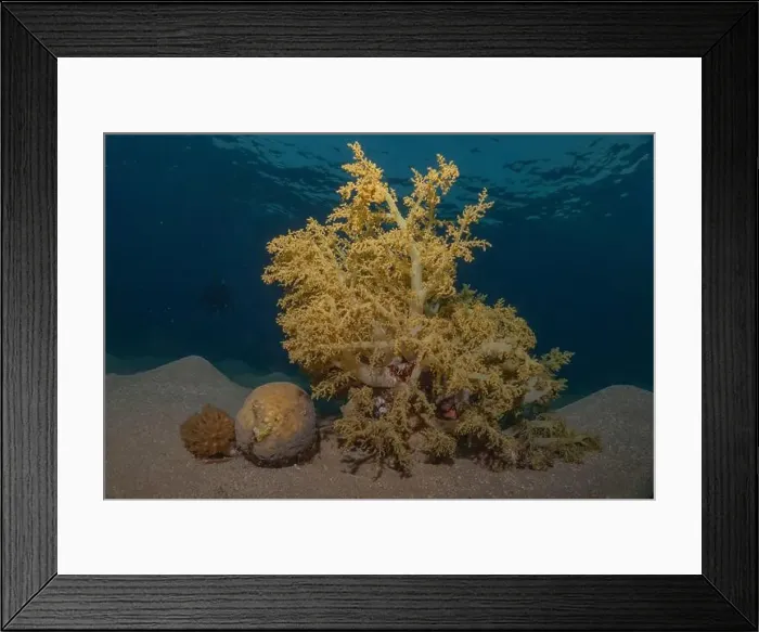 Framed Print : Coral reef and water plants in the Red Sea, Eilat Israel