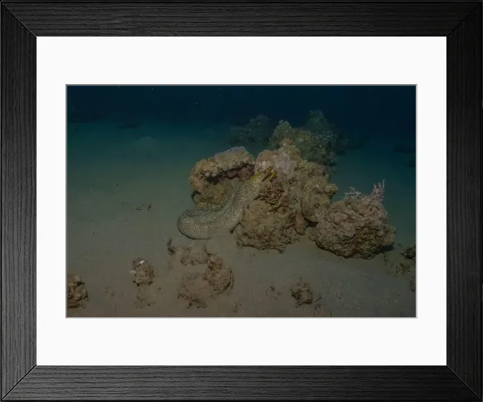 Framed Print : Moray eel Mooray lycodontis undulatus in the Red Sea, Eilat Israel Framed Print : Moray eel Mooray lycodontis undulatus in the Red Sea, Eilat Israel