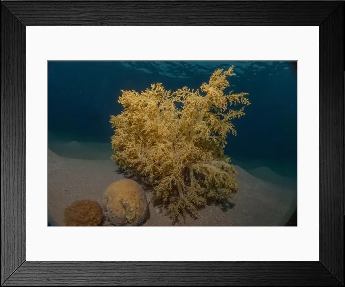 Framed Print : Coral reef and water plants in the Red Sea, Eilat Israel Framed Print : Coral reef and water plants in the Red Sea, Eilat Israel