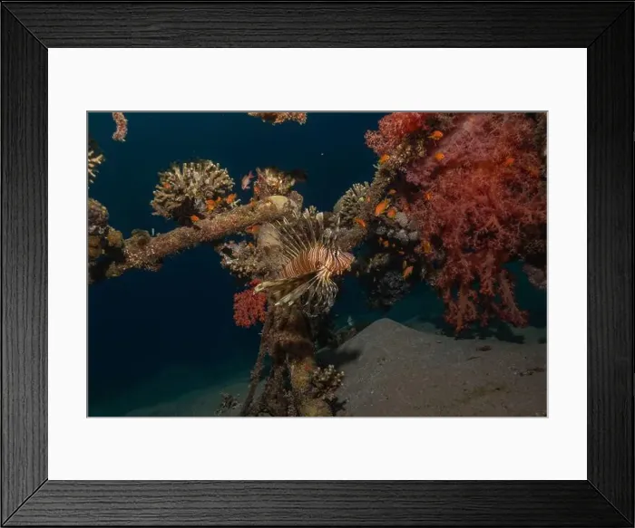 Framed Print : Lionfish in the Red Sea colorful fish, Eilat Israel Framed Print : Lionfish in the Red Sea colorful fish, Eilat Israel