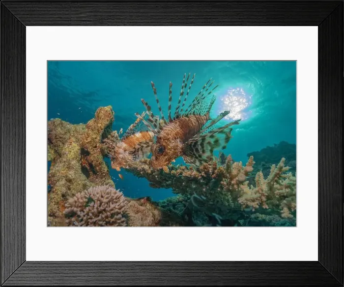 Framed Print : Lionfish in the Red Sea colorful fish, Eilat Israel Framed Print : Lionfish in the Red Sea colorful fish, Eilat Israel
