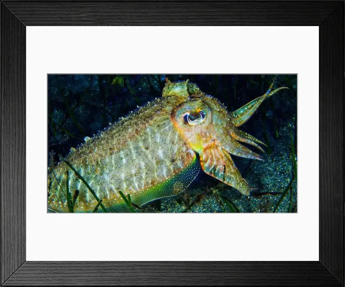 Framed Print : Cuttlefish, Sepia, Sepia officinalis Framed Print : Cuttlefish, Sepia, Sepia officinalis