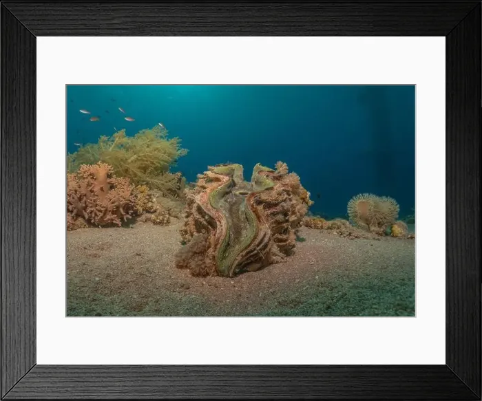 Framed Print : Giant Clam in the Red Sea Colorful and beautiful, Eilat Israel Framed Print : Giant Clam in the Red Sea Colorful and beautiful, Eilat Israel