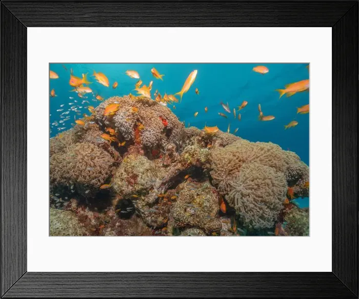 Framed Print : Coral reef and water plants in the Red Sea, Eilat Israel Framed Print : Coral reef and water plants in the Red Sea, Eilat Israel