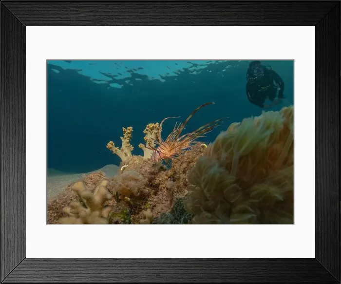 Framed Print : Lionfish in the Red Sea colorful fish, Eilat Israel Framed Print : Lionfish in the Red Sea colorful fish, Eilat Israel